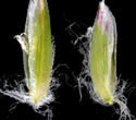 [photo of glumes and florets]