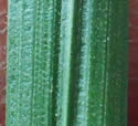 [photo of bulliform cells on upper and lower leaf surface]
