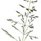 [photo of Kentucky Bluegrass]