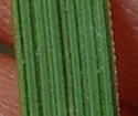 [photo of sheath, ligule and leaf]