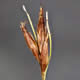 [photo of Needle Beaksedge]