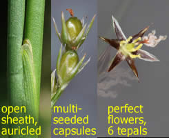 illustration of some rush characteristics