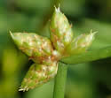 [photo of spike cluster]