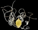 [photo of spikelet, scales and achenes]