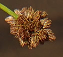 [photo of spikelet clusters]