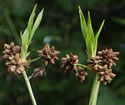 [photo of late season sprouting bulblet]