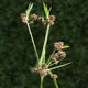 [photo of Mosquito Bulrush]