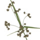 [photo of Small-fruited Bulrush]