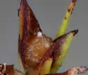 [close-up of cluster with 4 spikelets]
