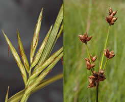 illustration of some sedge characteristics