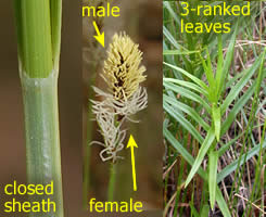 illustration of some general sedge characteristics