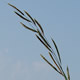 [photo of Prairie Cordgrass]