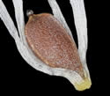 [photo of mature achenes]