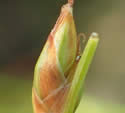 [photo of spike]