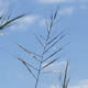 [photo of Wild Rice]