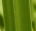[photo of leaves]