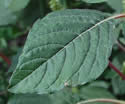 [photo of leaves]