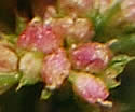 [photo of developing fruit]