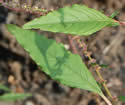 [photo of leaves]