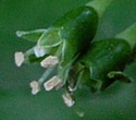[photo of flowers]