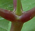 [photo of stem]