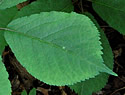 [photo of leaves]