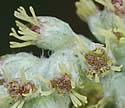 [photo of flowers]