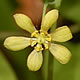 [photo of Blue Cohosh]