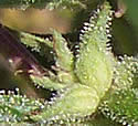 [photo of fruit]