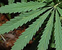 [photo of leaves]