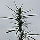 [photo of Wild Hemp]