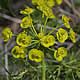 [photo of Cypress Spurge]