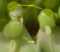 [photo of flowers]