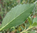 [photo of leaves]