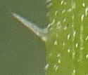 [photo of stem hairs]