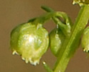 [photo of flowers]