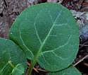 [photo of leaves]