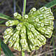 [photo of Green Milkweed]