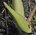[photo of fruit]