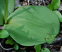 [photo of leaves]