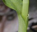 [photo of leaves]