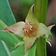 [photo of False Loosestrife]