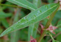 [photo of leaves]