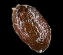 [photo of seeds]