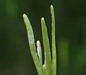 [photo of leaves]