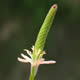 [photo of Mousetail]