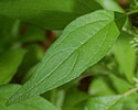 [photo of leaves]