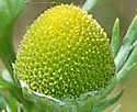 [photo of flowers]