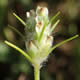 [photo of Large-bracted Plantain]