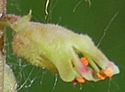 [photo of flowers]